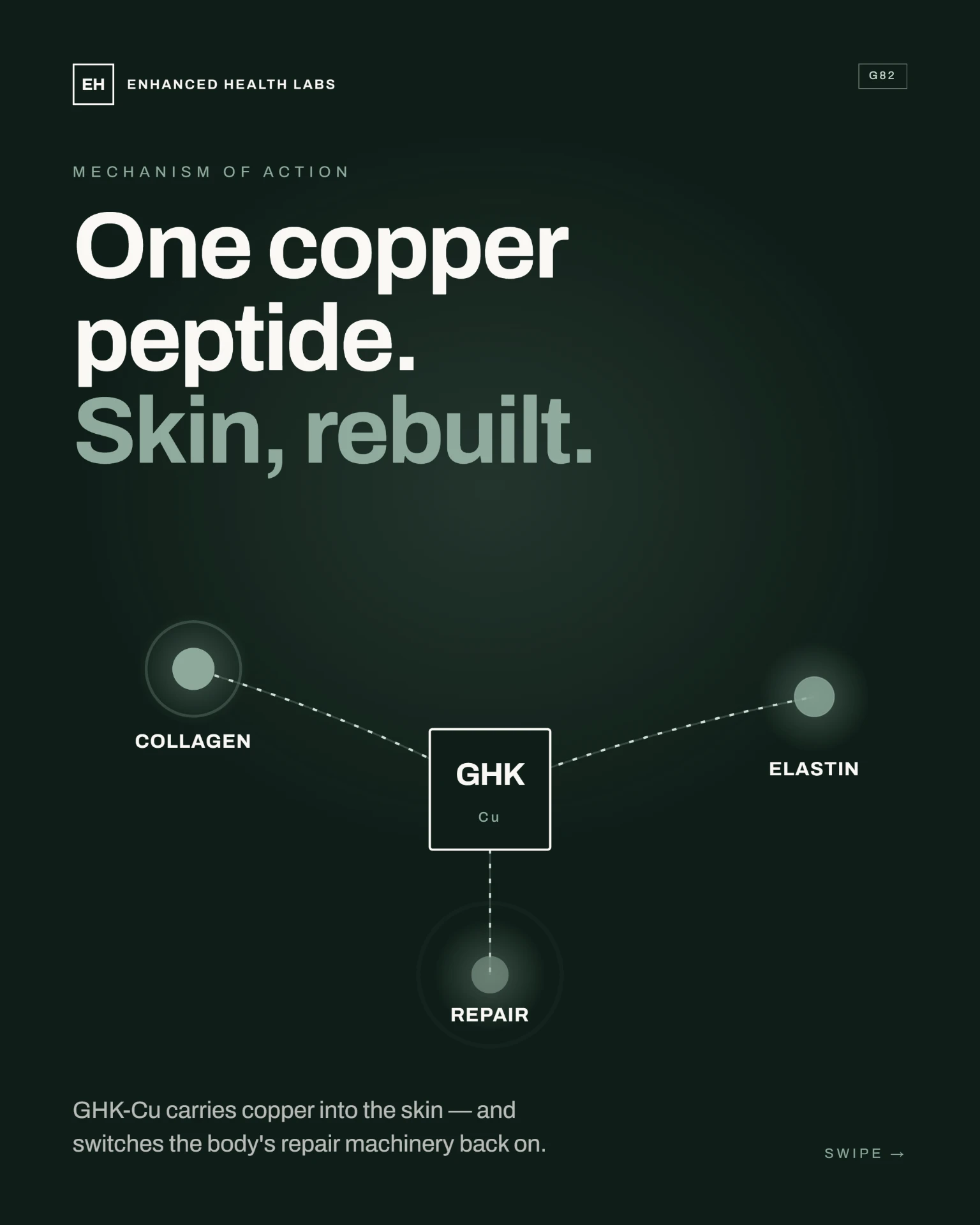 Diagram linking GHK-Cu to collagen, elastin and repair pathways